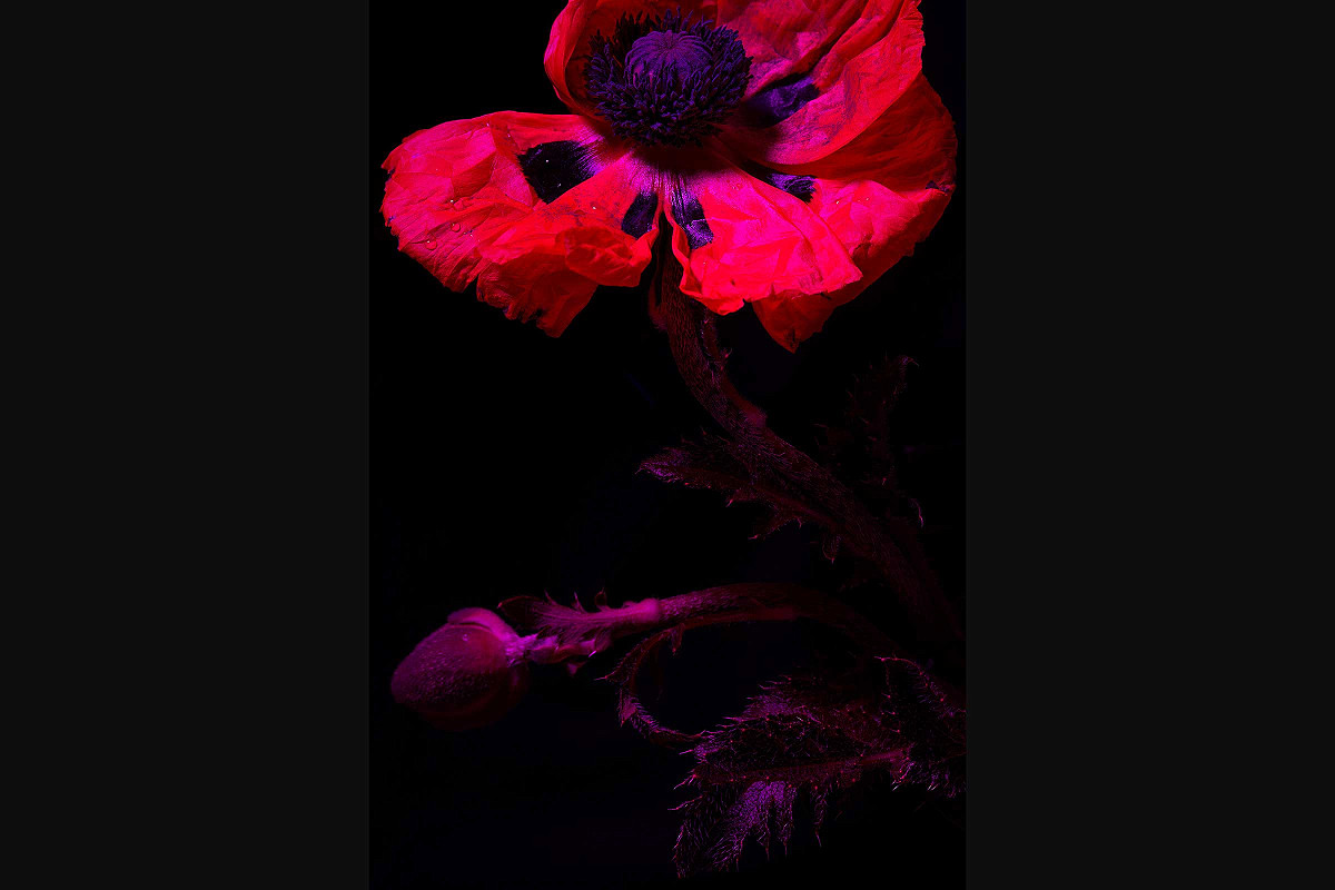 Türkischer Mohn (Papaver orientale) auf schwarzem Hintergrund fotografiert mit pinker Farbe