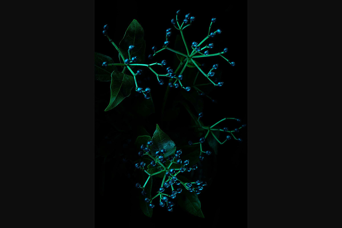 Schneeball (Viburnum tinus) vor einem schwarzen Hintergrund fotografiert