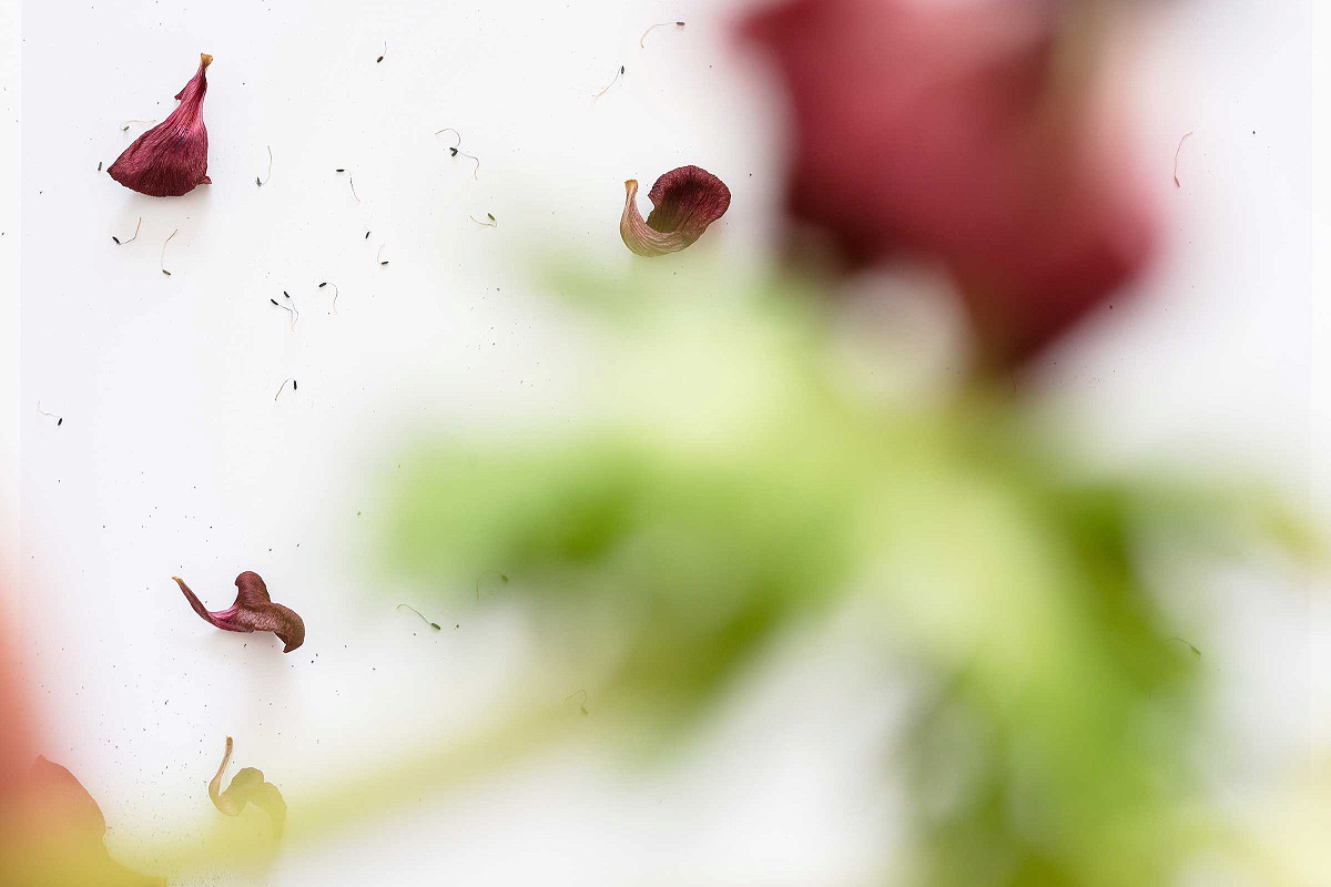verblühte rote Anemonenblüte in der Unschärfe. Im Hintergrund Blütenstaub in der Schärfe