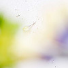 verblühte Anemone (Blume) in der Unschärfe