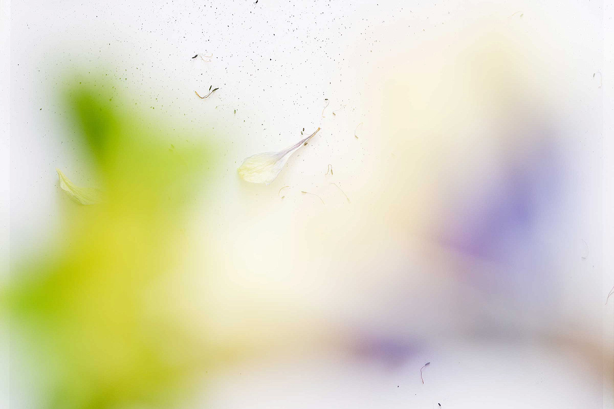 verblühte Anemone (Blume) in der Unschärfe