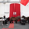 zwei Ponys im Büro bei Identitas - fotografier für den Geschäftsbericht 2019
