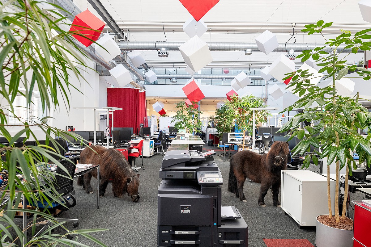 Ponys im Grossraumbüro der Identitas