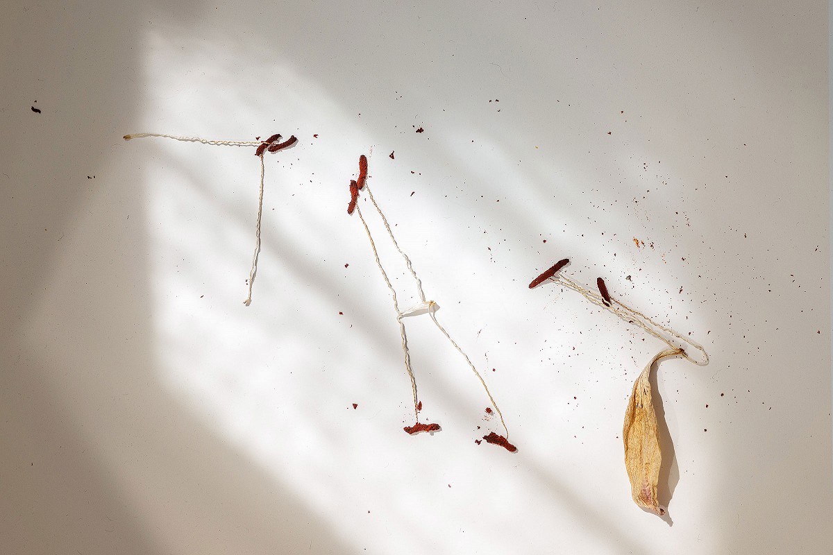 was davon übrig bleibt - Lilie vertrocknet auf InkJet Hintergrund