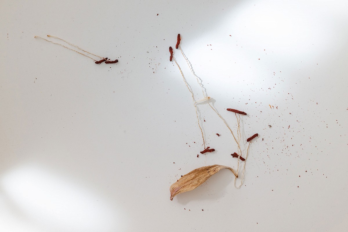 was davon übrig bleibt - Lilie